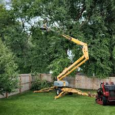 How Our Tree Care Process Works  in Fairless Hills, PA